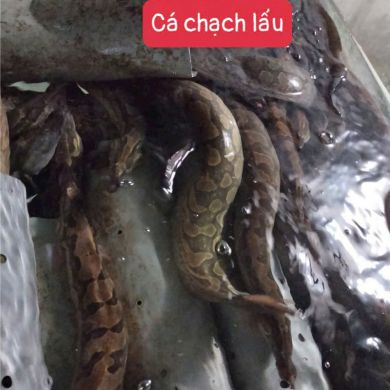 ca-chach.jpg