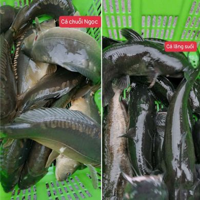 ca-lang-ca-chuoi-ngoc.jpg